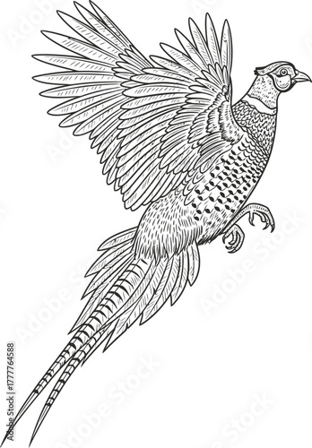 Detailed line drawing of a pheasant in flight isolated on white background