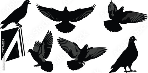 Pigeon silhouette vector set, flying pigeon illustration, perched bird design, urban wildlife artwork, black bird graphic, decorative animal drawing