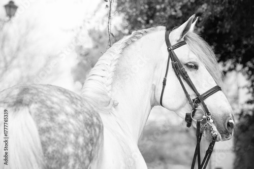 portrait of purebred PRE stallion in dressage bridle. Andalusia. Spain
