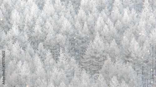 冬の高原　粉雪　吹雪