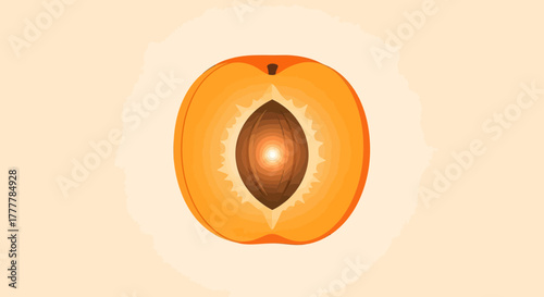 Vibrant Apricot Illustration Showing its Internal Structure and Organic Beauty