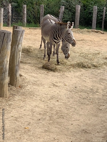 Canvastavla Closer portrait of a zebra standing in a sandy wildlife enclosure among trees an