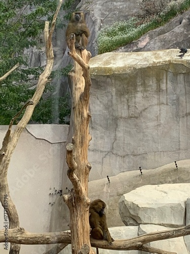 Cuadro en lienzo Brown bear positioned behind a bare tree trunk in a rocky enclosure with green f