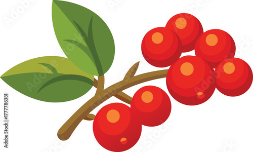 Illustration of a branch with bright red berries and green leaves