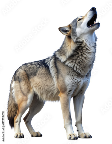 A realistic wolf standing on all fours, head tilted upward and mouth open, A full body shot of a wolf standing and howling with its mouth open against a transparent background, PNG.