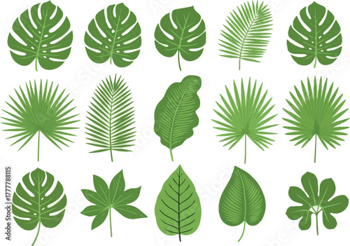 Create pure Tropical leaves on white background vector illustration.