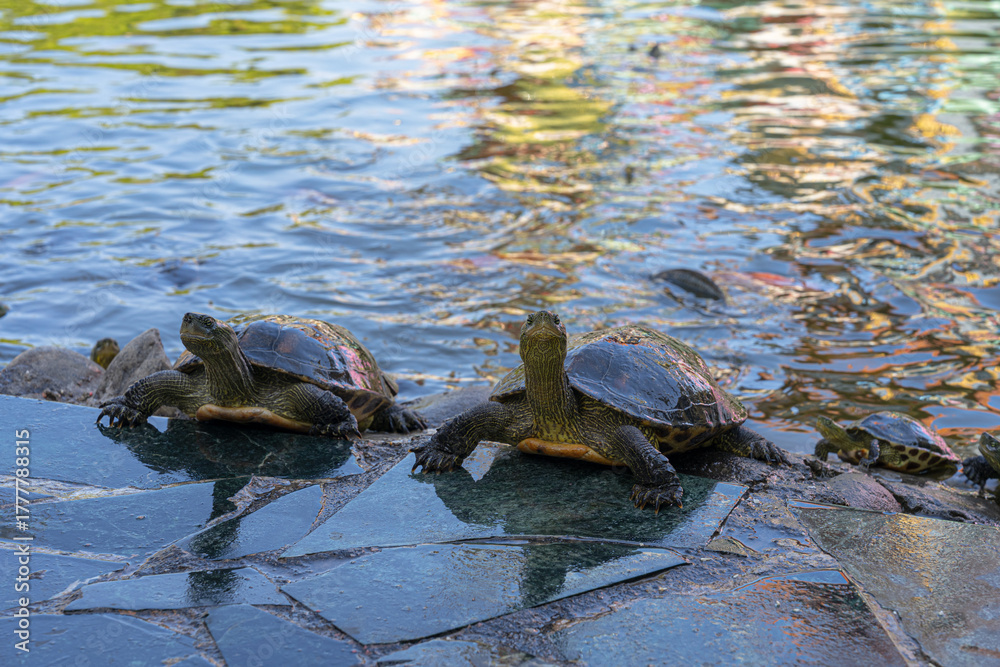 Fototapeta premium Two turtles came ashore from the water
