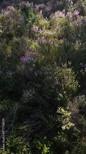 Blooming Heather in Natural Habitat