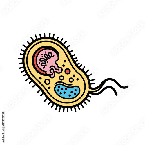 Detailed Bacteria Cell Structure Vector Illustration