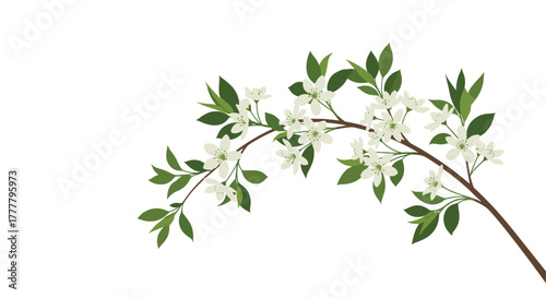 A graceful branch of a flowering tree adorned with delicate white blossoms and vibrant green foliage, set against a pristine white backdrop.