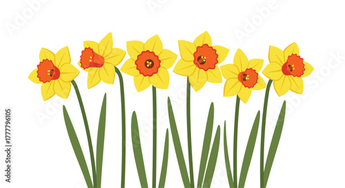 Six vibrant yellow daffodils with orange centers and green stems blooming in a row, isolated on a white background.