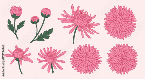 Elegant vector art set featuring beautiful pink chrysanthemums, illustrating their growth and bloom from tight buds to vibrant, full blossoms.
