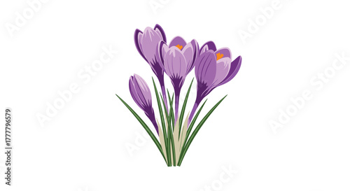 A beautiful and vibrant cluster of purple crocus flowers with green leaves blooming gracefully, isolated on a clean white background.