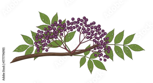 Vibrant Elderberry Branch Illustration Showcasing Natural Beauty and Botanical Artistry