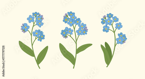 Simple and clean vector illustration depicting three beautiful clusters of blue forget-me-not blossoms and green leaves.