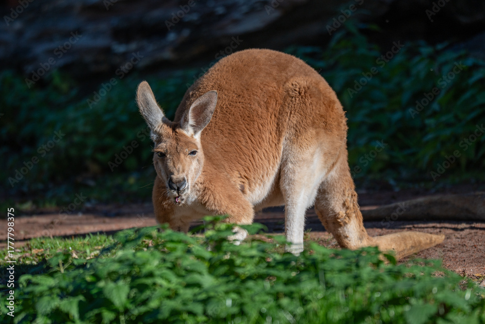 Fototapeta premium Alert Kangaroo in a Sunbeam