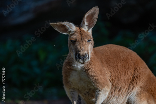 Sun-kissed Kangaroo: A Portrait in Serenity