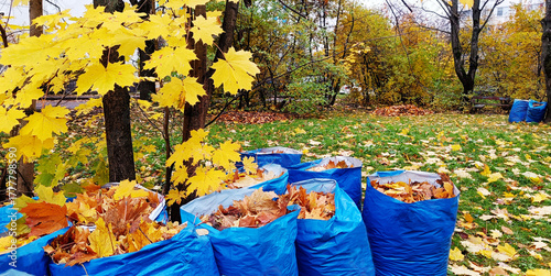 Blue bags filled with autumn leaves in garden — symbol of seasonal yard cleanup, home care and preparation for winter. Practical and cozy fall concept.
