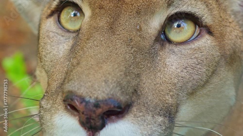 Close-up of puma eyes and face in natural habitat
