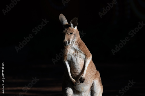 Tableau sur toile Isolated Australian Kangaroo on a Pure Black Background