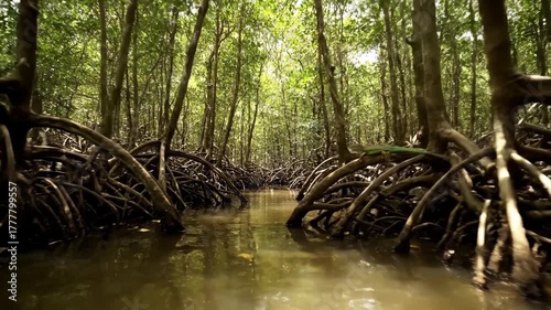 Mangrove forest with roots reaching out over calm water