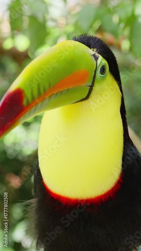 Keel-billed toucan close-up in Costa Rica rainforest