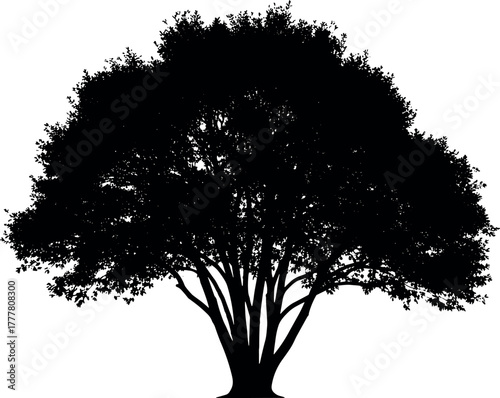 Silhouette of a large deciduous tree with a full canopy.