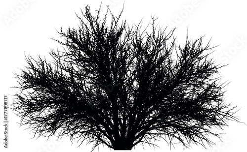 Detailed black silhouette of a dense leafless shrub.