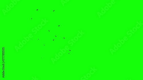 A flock of black birds circles freely in the sky, catching the wind. Chroma key green screen background. Silhouettes of Migrating Ravens in motion. For compositing VFX