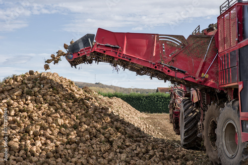 Obraz na plátne Sugar beet harvest in Álava, Basque Country – unloading and piling for transport