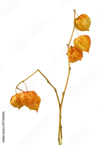 Twigs with dry orange physa...