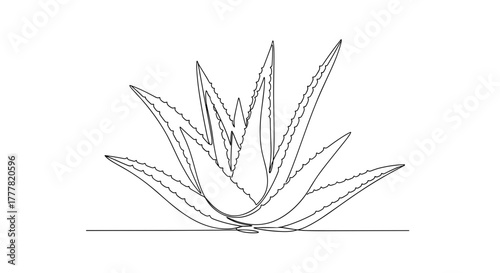 Aloe vera plant in a minimalist line drawing style  