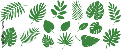 Different kinds of tropical exotic plants leaves set. Set of exotic jungle plant foliage. Green monstera, palm, banana, fern leaf vector.