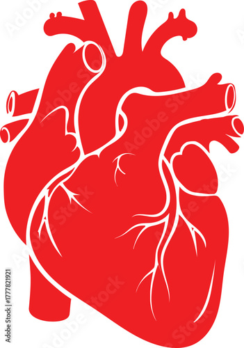 Illustration of a red human heart