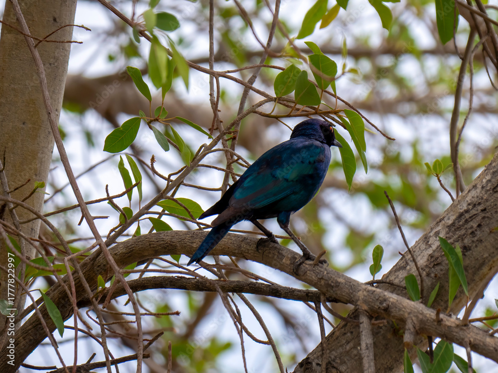 Fototapeta premium Taken in Etosha National Park, a red-shouldered glossy starling (Lamprotornis nitens).