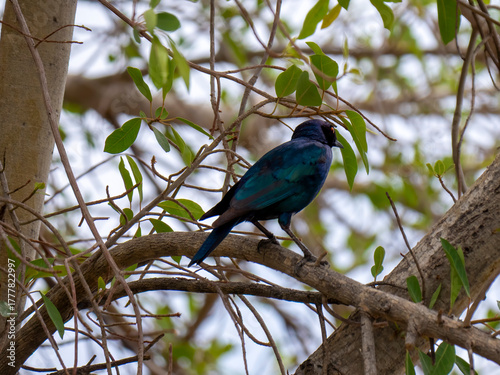 Taken in Etosha National Park, a red-shouldered glossy starling (Lamprotornis nitens).