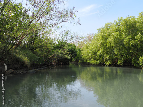 Tranquil Sicao Green Tunnel Mangrove Forest River in Tainan