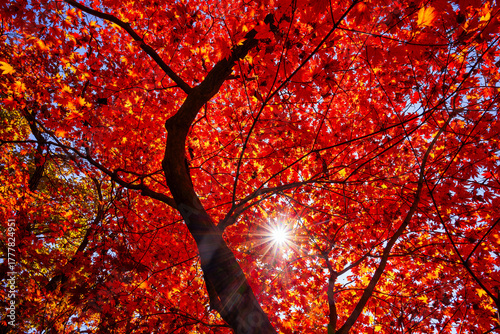 Autumn scenery and changing leaves at Bukhansan Mountain in Seoul, South Korea.
Hiking in a Korean national park: Bukhansan National Park, Seoul, South Korea.