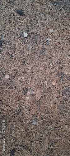 The texture of dry pine needles