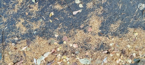 Background with fir needles and fallen leaves lying on the asphalt.