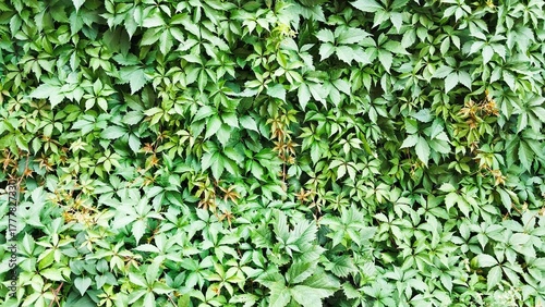 The texture of Virginia creeper, tree ivy, five-leaf ivy