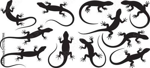 Lizard silhouettes collection, reptile vector art, gecko silhouettes in multiple poses including climbing, crawling, resting, curled tail, vector set