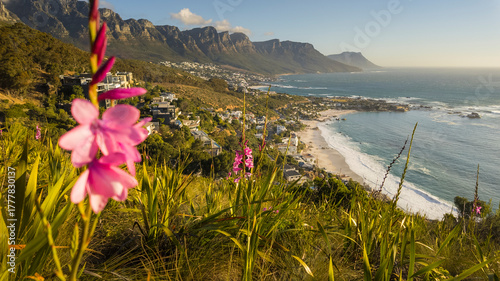 Pink watsonia (Watsonia borbonica) with the Twelve Apostles, Clifton Beach and Camps Bay, part of the Atlantic Seaboard, in the background. Cape Town. Western Cape. South Africa.