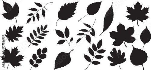 Set of black leaf silhouettes in different botanical shapes, autumn decoration, nature vector illustration