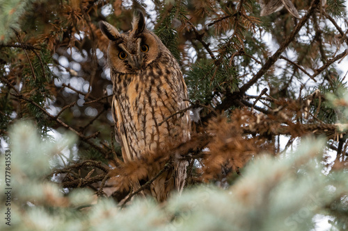 owl on a branch