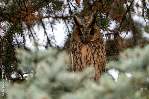 owl in a tree