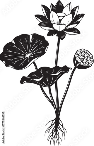 Elegant Black and White Lotus Flower Illustration with Seeds and Roots