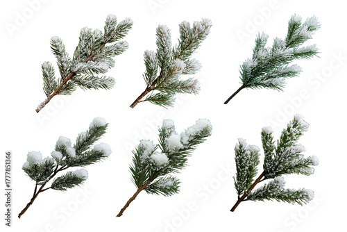 Set of branches of a pine with snow isolated on white