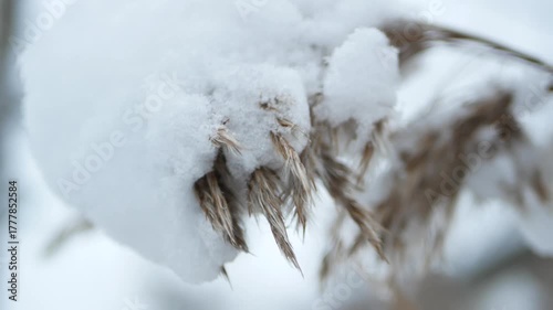 Snow caps on dry grass - cloudy winter evening. Winter landscape on the railway.