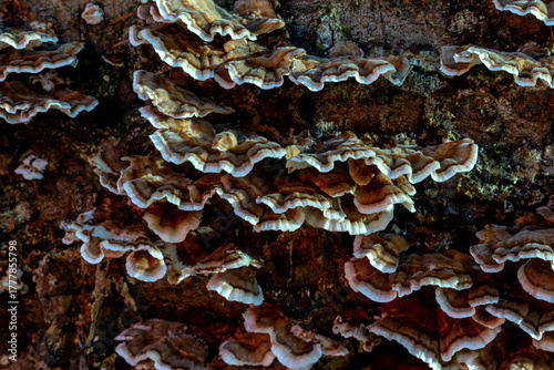 Turkey tail fungus on decaying wood